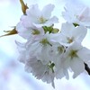 さくら