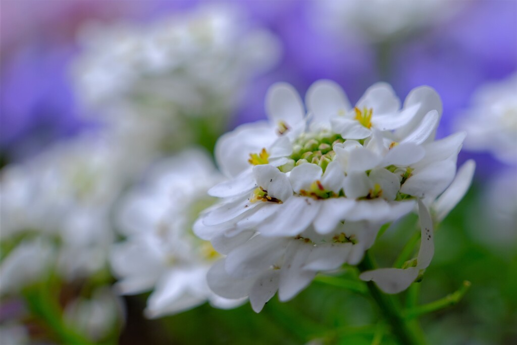 散歩の途中で。⑤
