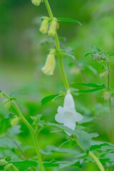 散歩の途中で。