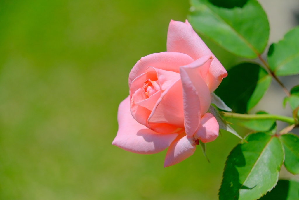 散歩の途中で。⑦