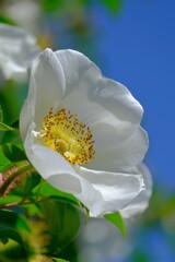 散歩の途中で。7