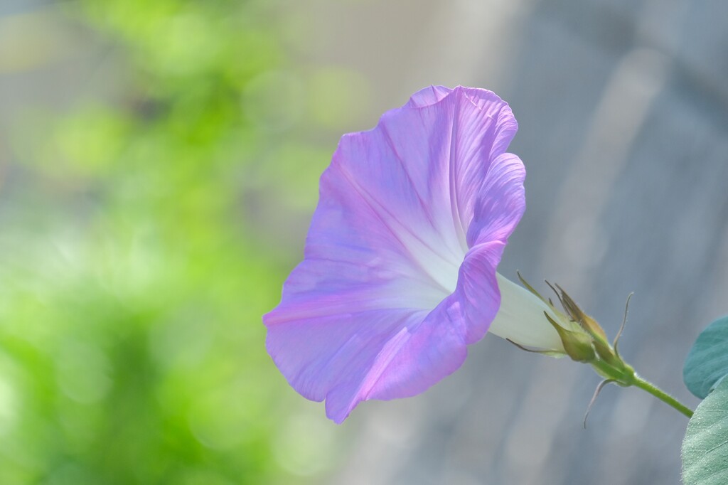 散歩の途中で。