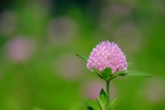 DSCF7378