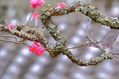 散歩の途中で。⑥