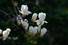 散歩の途中で。７