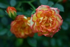 薔薇-5