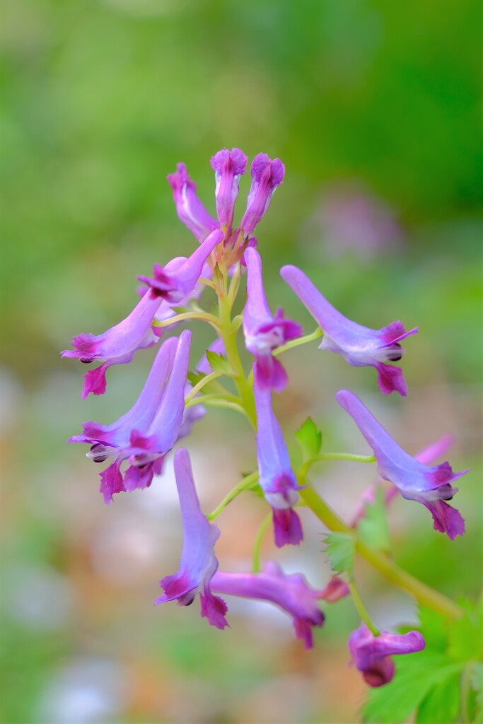 散歩の途中で。⑦