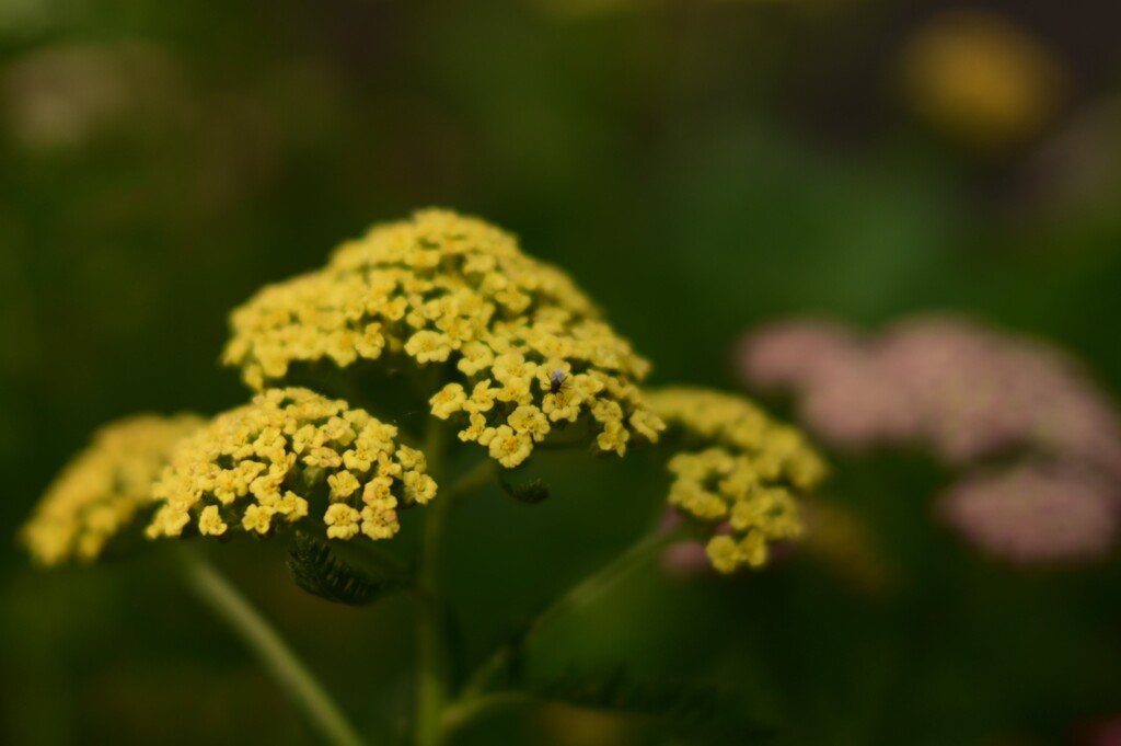 キバナノコギリソウ