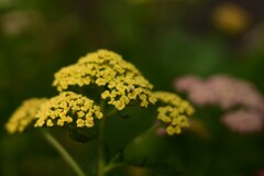 キバナノコギリソウ