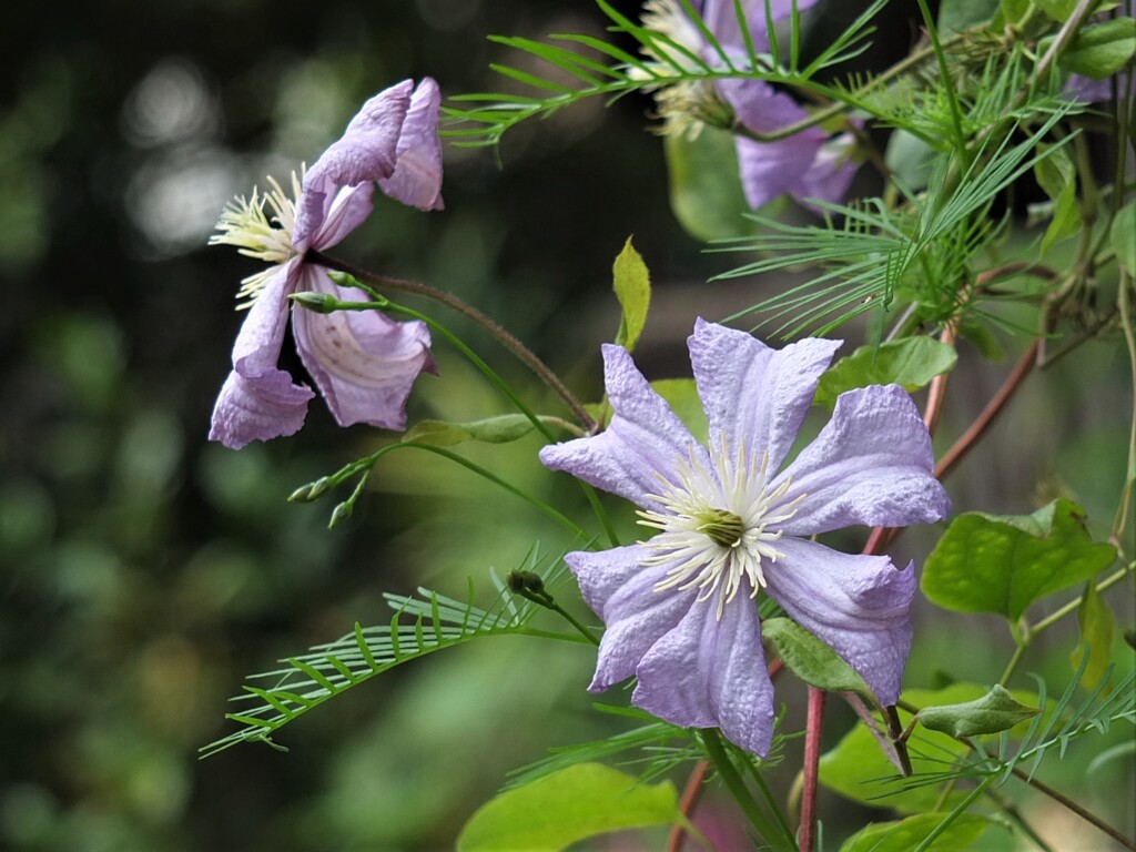 散歩の途中で。5