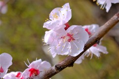 散歩の途中で。①