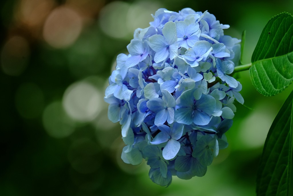 紫陽花