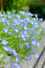 散歩の途中で。8