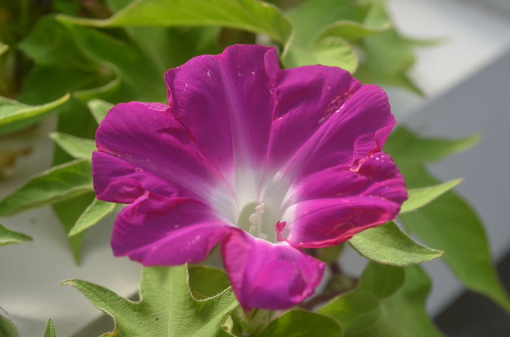 散歩の途中で。１