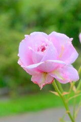 散歩の途中で。9