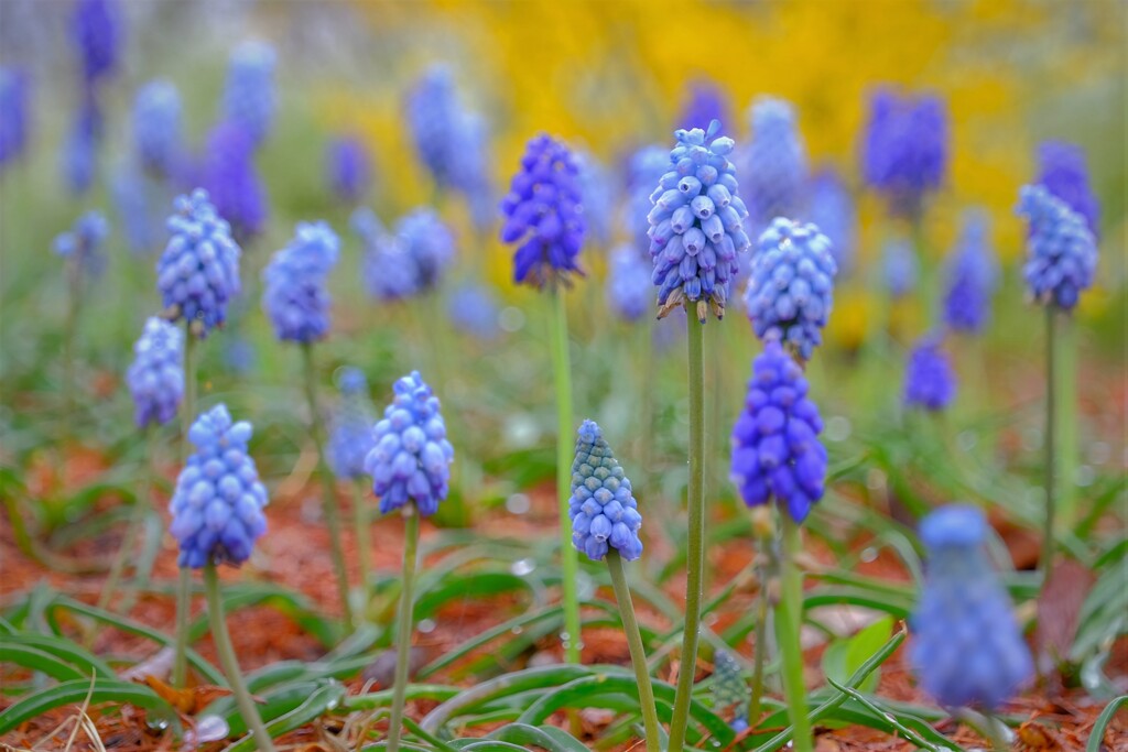 散歩の途中で。7