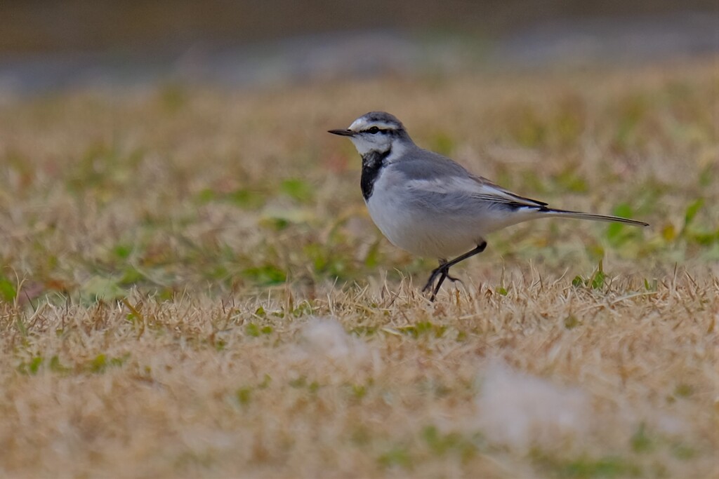 散歩の途中で。2