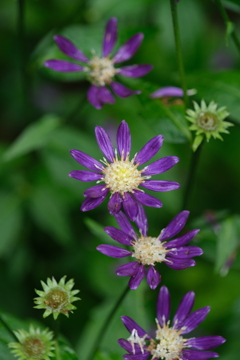 散歩の途中で。Ⅳ