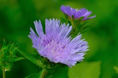 散歩の途中で。（６）