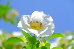 散歩の途中で。①