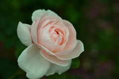 薔薇-2