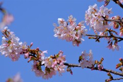 散歩の途中で。④