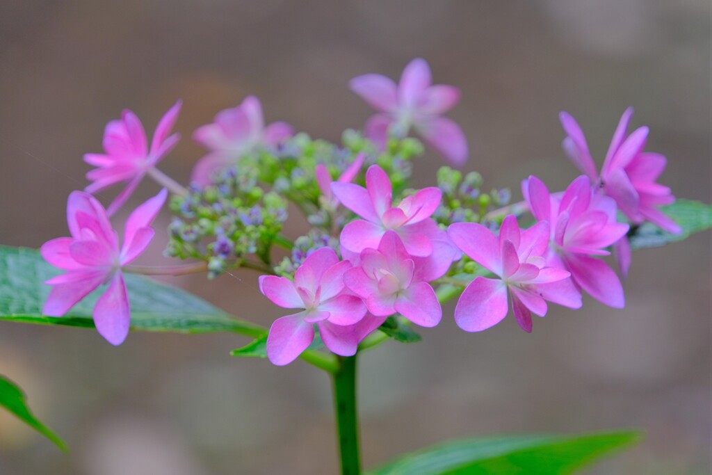 散歩の途中で。⑤
