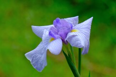 散歩の途中で。⑥