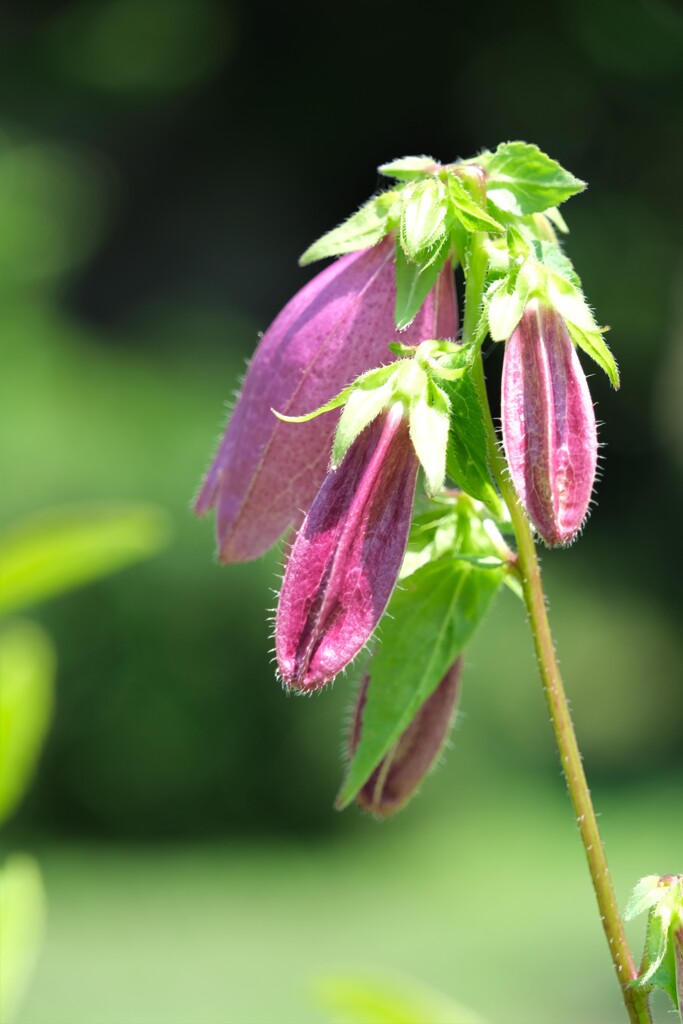 散歩の途中で。⑤