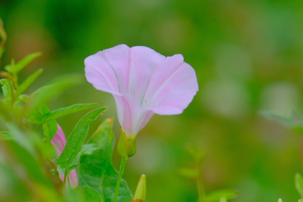散歩の途中で。