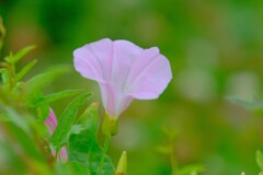 散歩の途中で。