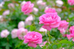 散歩の途中で。（７）