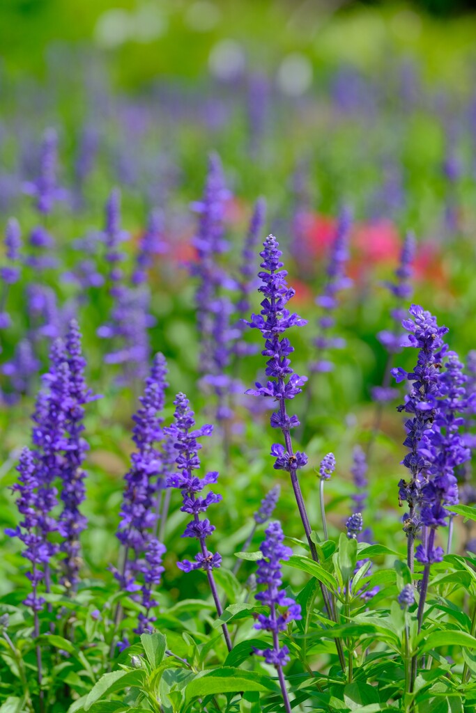 散歩の途中で。４