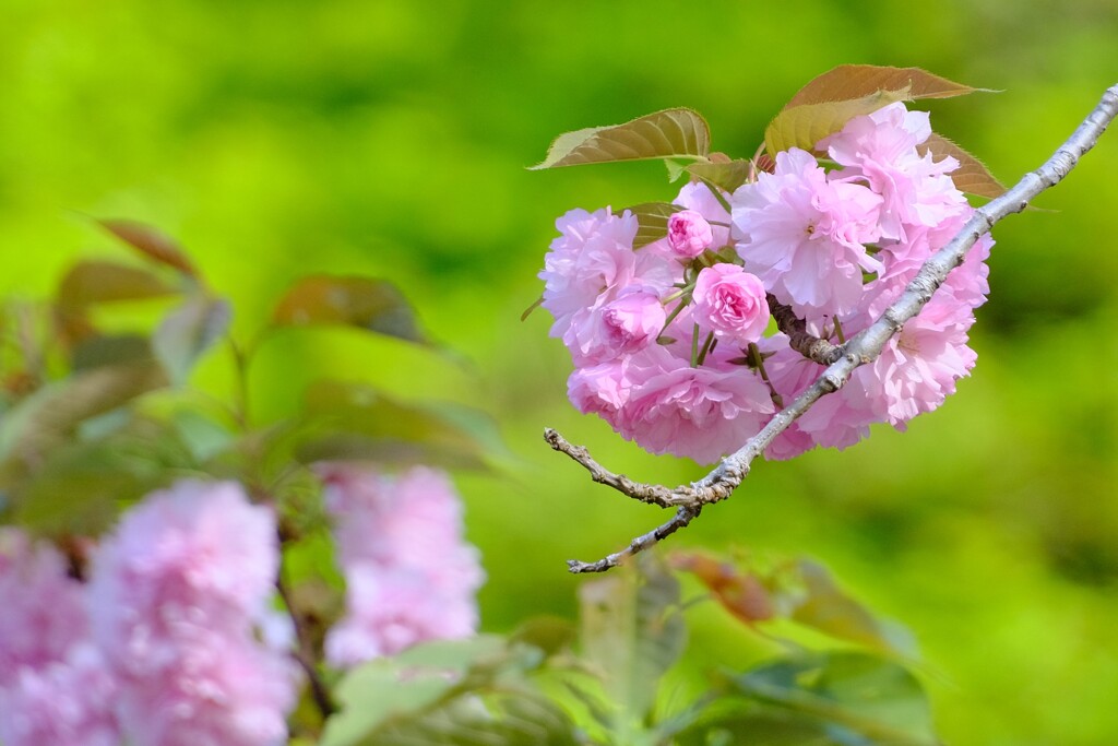 八重桜