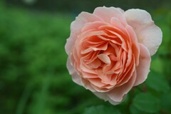 薔薇-6