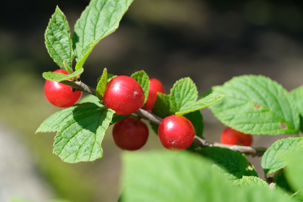 散歩の途中で。⑦