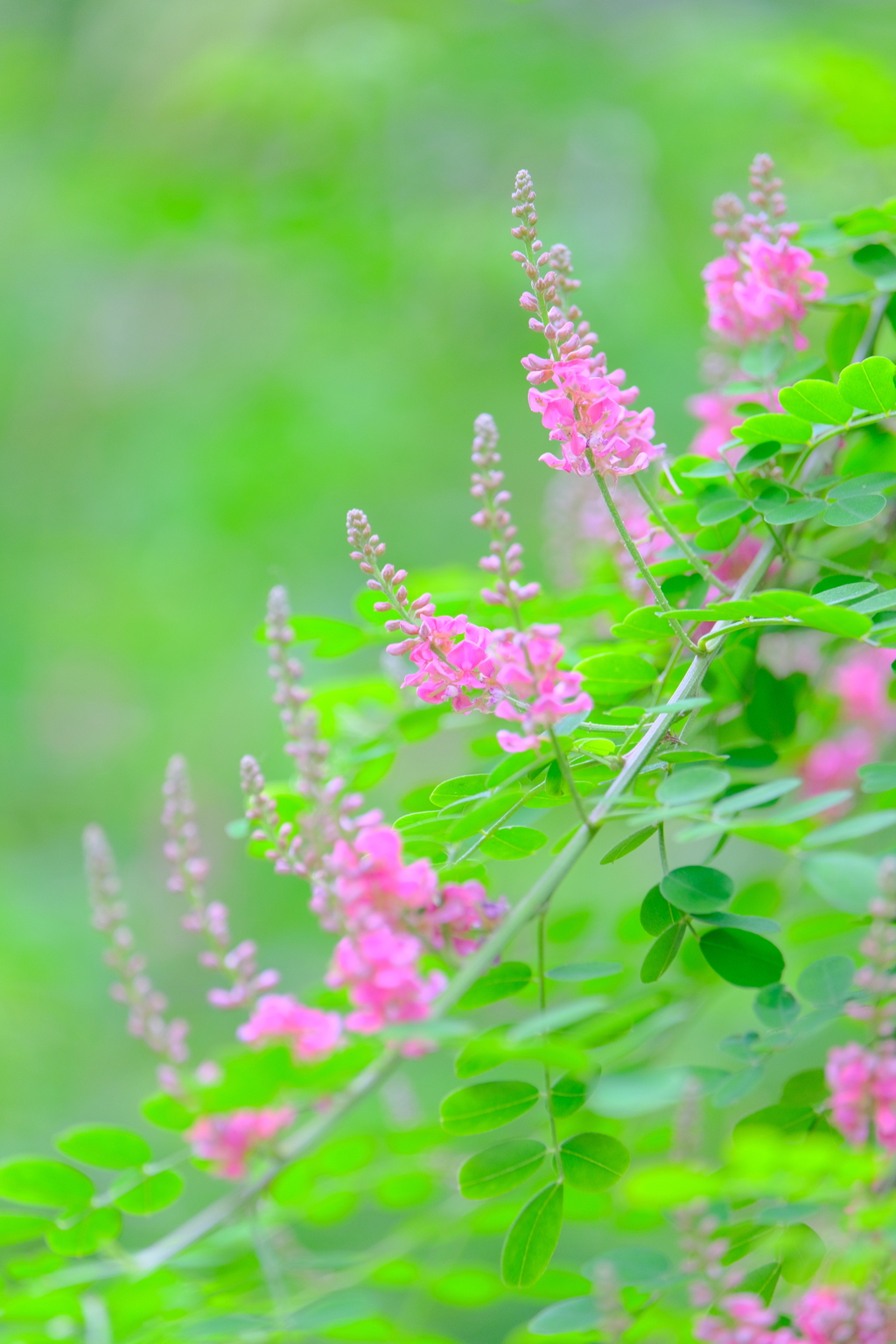 (9)散歩の途中で。9