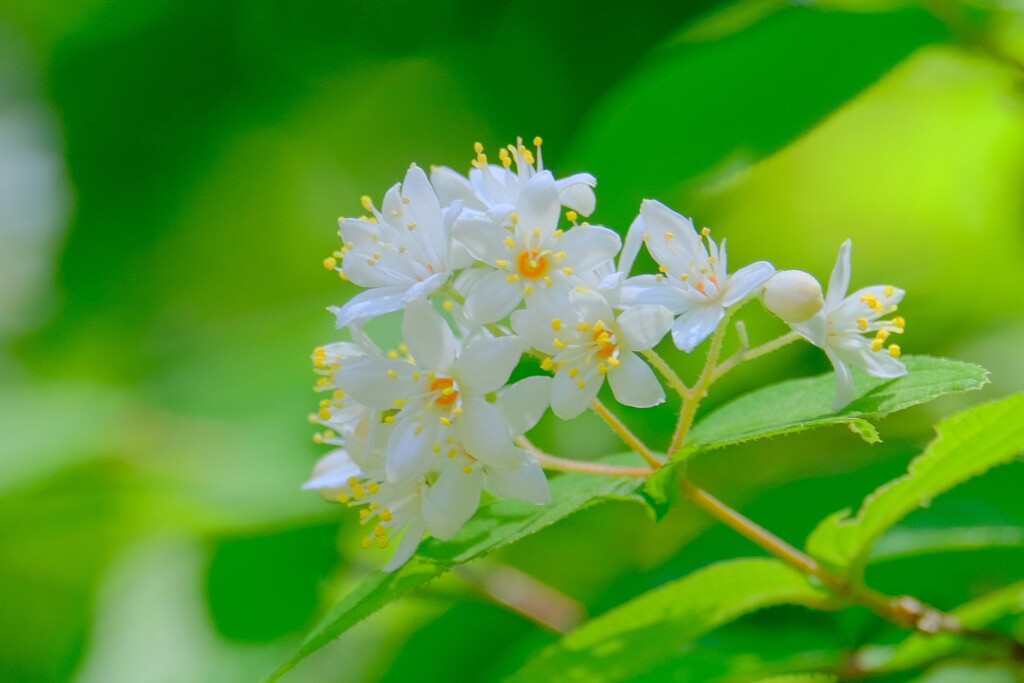 久しぶりの散歩(27)