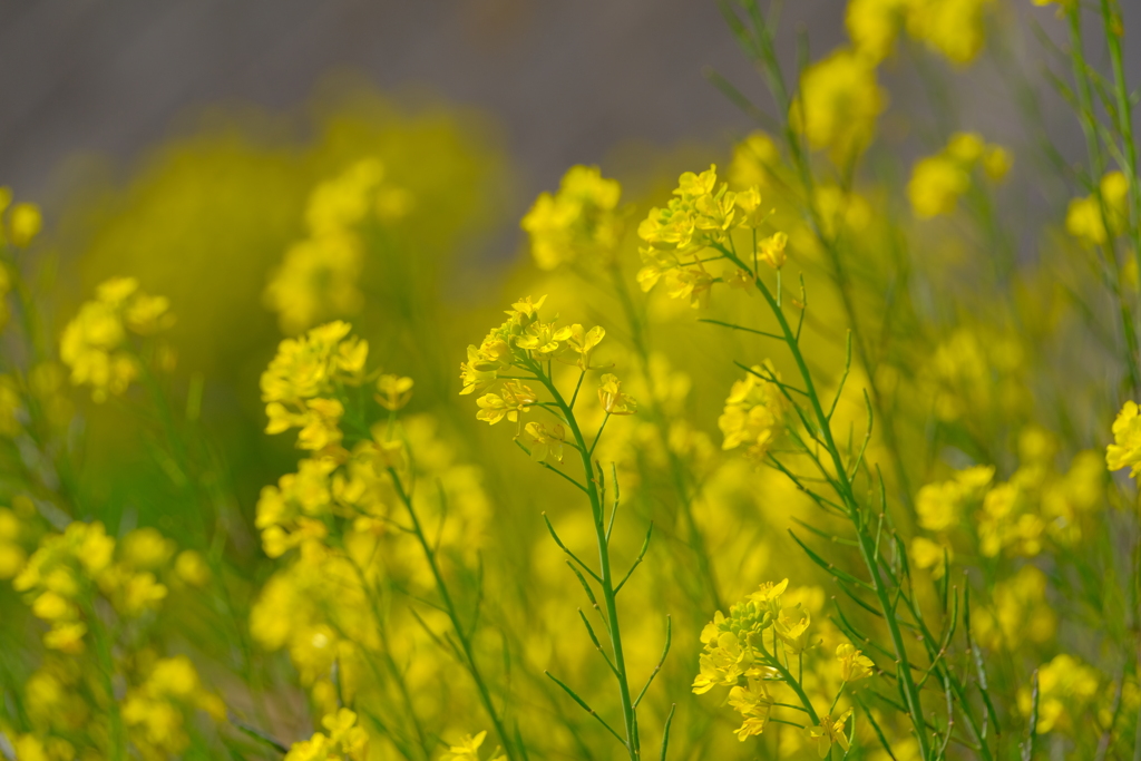 散歩の途中で。Ⅱ