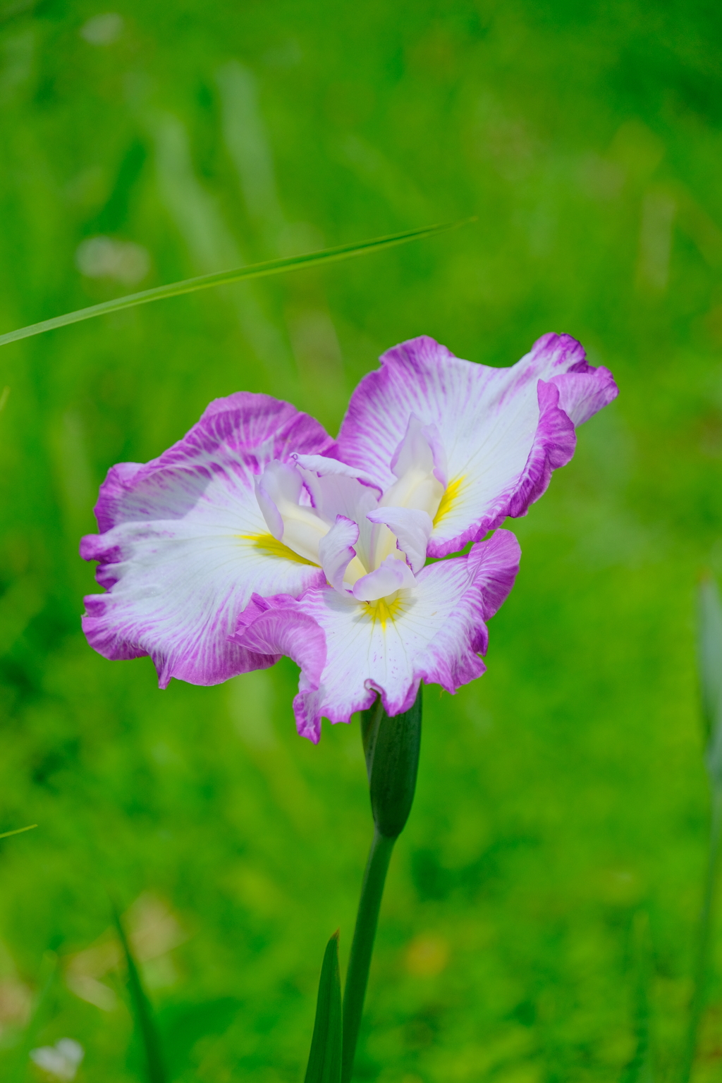 散歩の途中で。Ⅵ