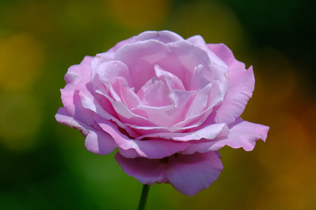 散歩の途中で。３