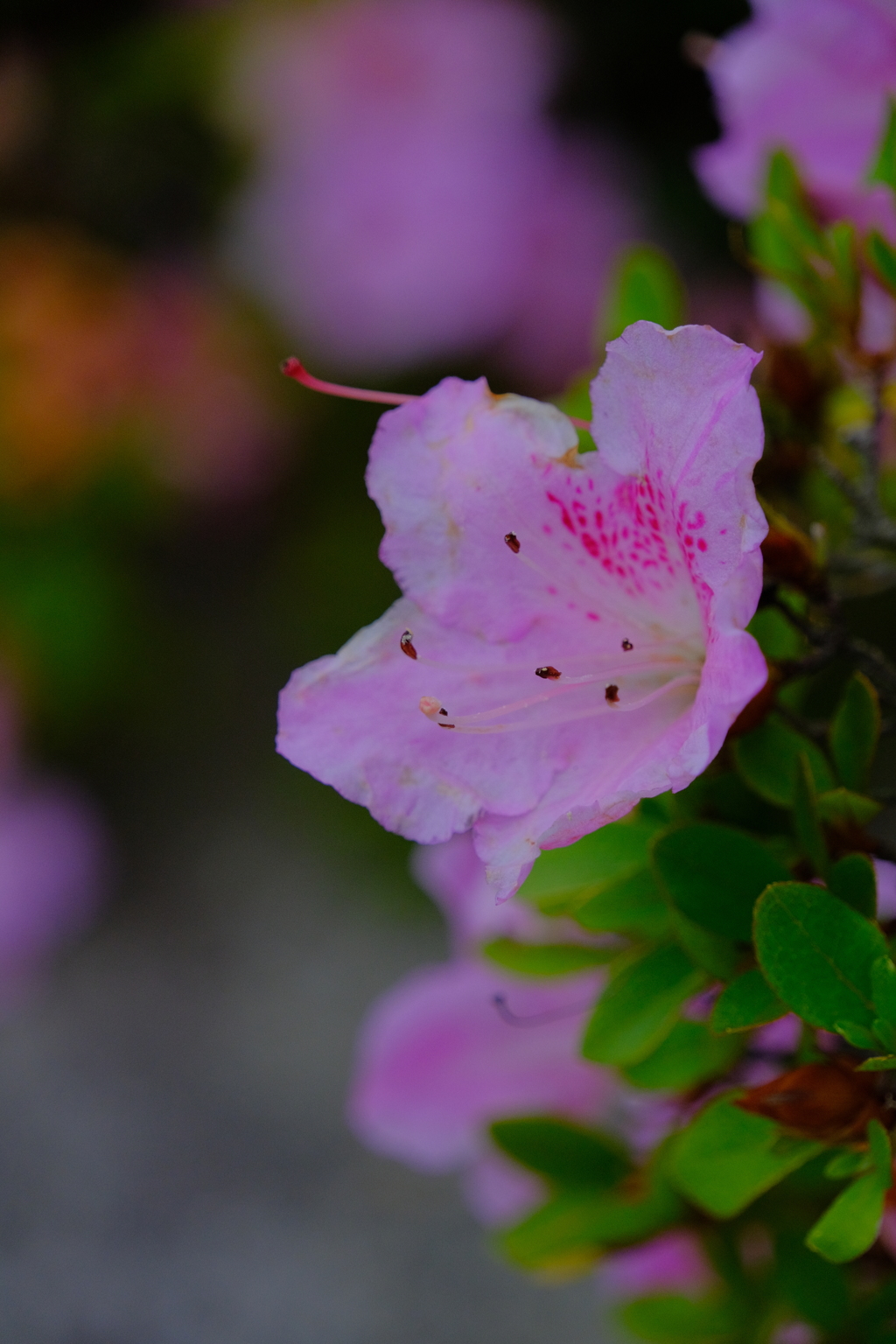 散歩の途中で。⑤