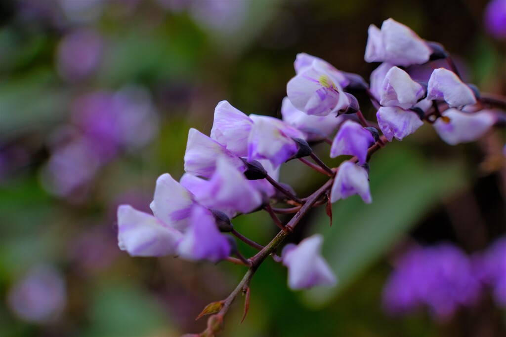 散歩の途中で。5