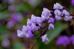 散歩の途中で。5