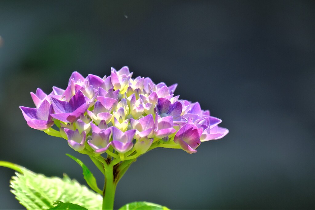 アジサイ（３）