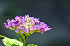 アジサイ（３）