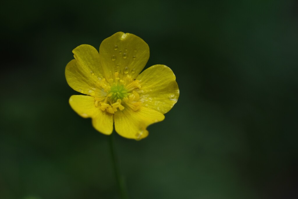 散歩の途中で。3