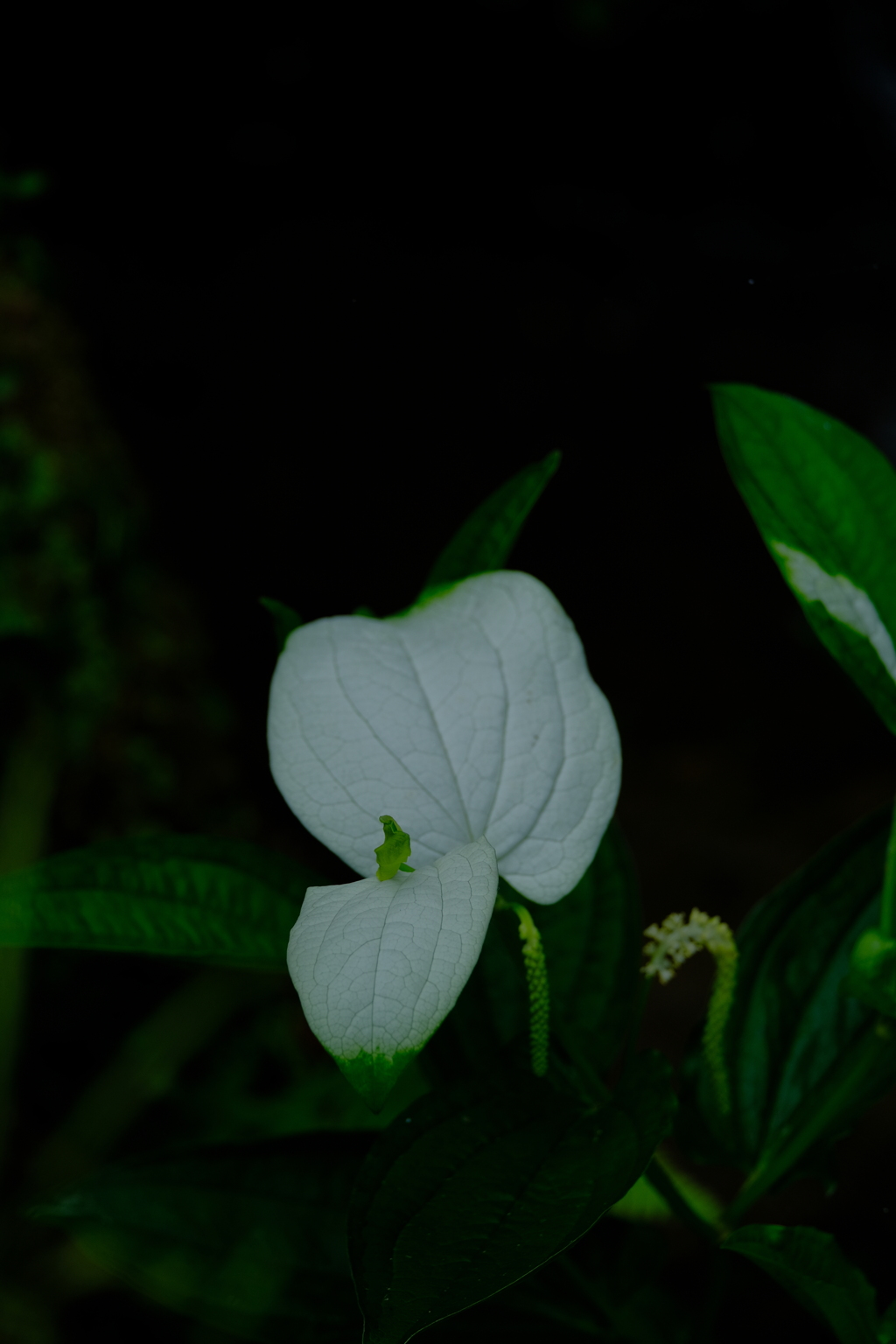 散歩の途中で。Ⅵ