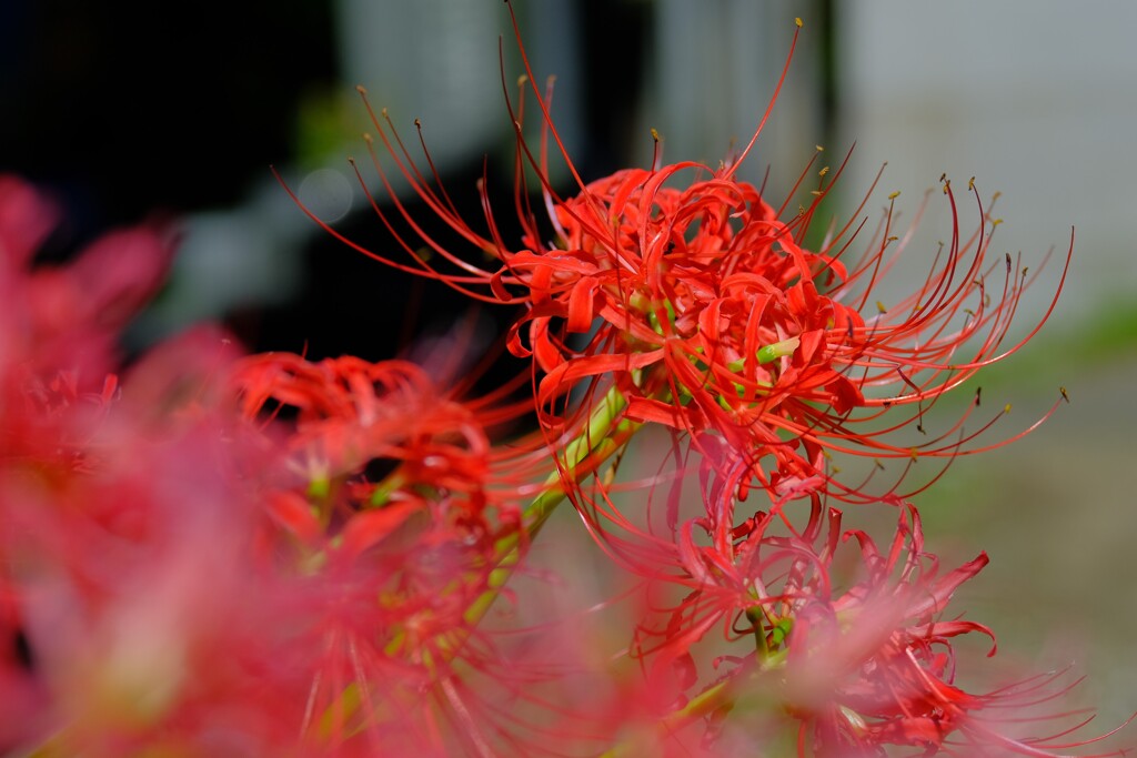 散歩の途中で。8