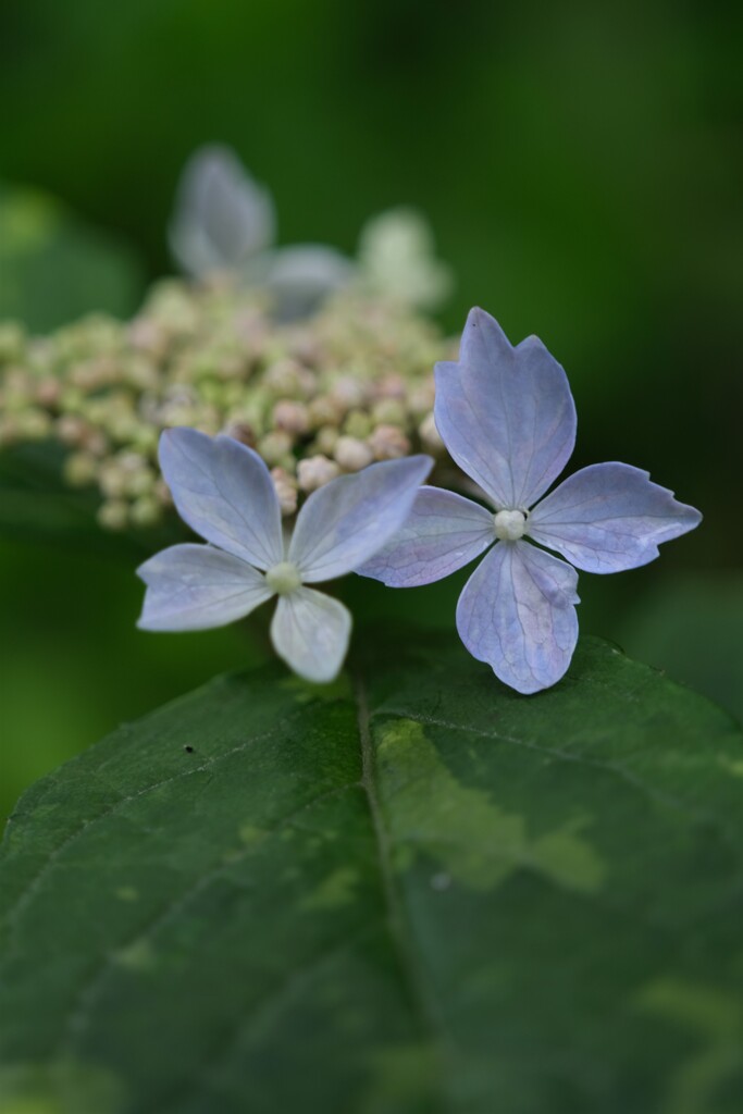 散歩の途中で。8